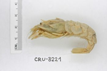 Media type: image;   Invertebrate Zoology CRU-3221 Description: Preserved specimen.;
